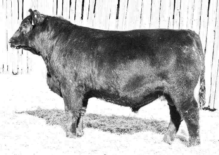 003 74 1 1 64 7 7 35 A favorite in the Ten Speeds, 77F is big hipped shapely calf from a pretty spectacular brood cow in the making.