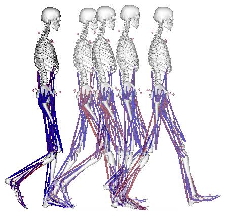 SABI 2015 Slow speed Comfortable or Free speed Fast speed Figure 1: Musculoskeletal model used to generate three-dimensional simulations throughout the gait cycle.