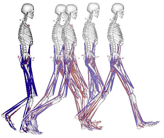 All steps of our musculoskeletal simulations were implemented in concordance with the best practices to verification and validation of musculoskeletal models discussed by Hicks et al. (2015) [17]. 3.