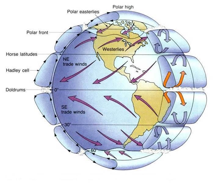 Trade Winds: The air movements toward the equator are called trade winds; warm, steady breezes that blow almost continuously.