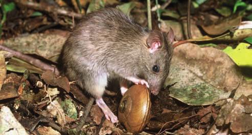 6 What s new about this approach? The drastic impact of rat plagues was brought home to us in 2000. Mohua populations around the south island took a huge hit.