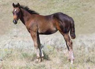 He has the pedigree to back it up with speed and arena on top and cow horse and arena on the bottom. This colt has it all. Dennis DeSmet, Canada has a full brother he stands at stud.