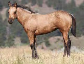 Lot 20 Weavers CallMeLeigh April 26, 2018 #5880756 Buckskin Filly Genuinely Busy Lenas Wright On Genuine Leigh Wright Genuine Desert Star Cee Booger Roano Cee Booger Red Weavers Call Me Cee Miss