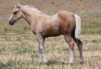 Very correct, good boned prospect that darn sure will make a top rope horse. Mare goes back to the good mare Weavers Misty Poco.