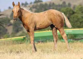 Lot 33 Weavers Genuine Gem May 5, 2018 #5880758 Palomino Stallion Genuinely Busy Weavers PrettyMsGem (Bay) Check out the hip and hind leg on this palomino prospect.