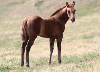 Mother is a first-time mare and doing an outstanding job. This mare line has crossed excellent with Tuf as is evident of the Lot #39 buckskin filly.