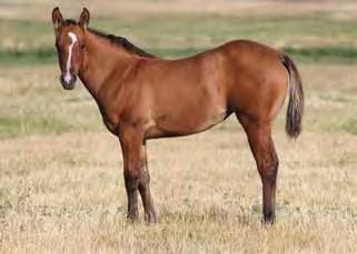 Peppys From Heaven (Dun) Stormy Dun Dee Stormy Socks Comet Dee Loon A nice bay filly with no white. This filly is a ¾ sister to an AQHA High Point Horse of the Year.