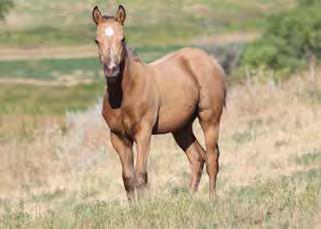 Frenchman Weavers French Call Snippys Pumkin (Bay) Call Me Pretty Poco Poco Ima Doc Call Me Blackburn Outstanding filly that might be the best I have ever raised out of a first-time mare.