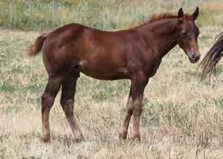 They are making great broodmares as well as top ride horses.