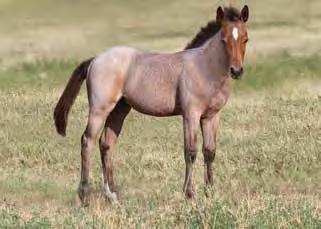 I rode this mare for several years on the ranch. Extremely cowy and athletic. This Merada Ima Boonsmal and Streakn N Moven is going to be a good cross. Proven genetics work.