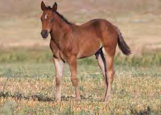 She will pass this on to her colts - just look at this filly. I showed the mare Heavenly Lena Rose and won the Bear Paw Derby and the Montana Reined Cow Horse Stallion Stakes riding her.