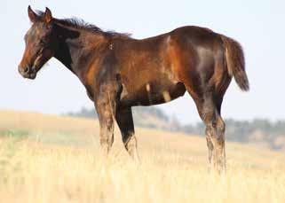 Merada Gems Zoisite Doc Bar Bar Gal Hesa Commander Leo Lena A pretty blue roan mare out of Merada Ima Boonsmal. A cow horse pedigree that will produce colts with a salable pedigree.