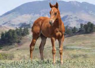 He ll have the ability to make a top ranch horse. These Streakn N Moven colts look like thy are going to have a lot of natural ability.