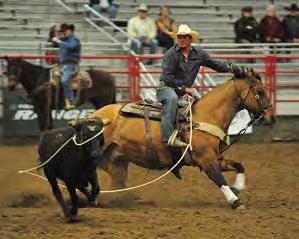 Weavers Smart Play 2013 National Charro Champion Horse of Mexico Weavers Diamond Bar 2015 AQHA/PRCA Steer Roping Horse Of The