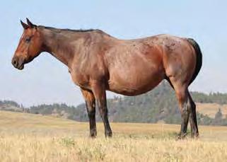 Mother is a big mare that we rode on the ranch. If I was a rancher looking for a filly to ride a few years and then make a broodmare, this would be the filly. Proven mare lines.