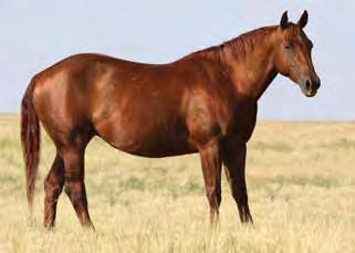 I have kept three daughters in the broodmare band. Sells pasture exposed to Perkster.