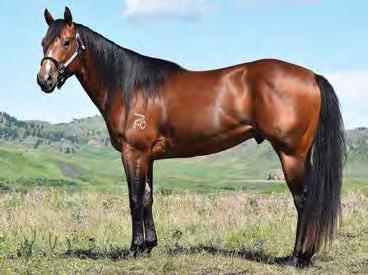 TRES MY FAME is a 15.1 2012 bay son by leading race and barrel sire TRES SEIS (SI 97 $856,900 + Earnings) with offspring earnings over 23 million.