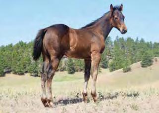 Her dam has proven barrel genetics top and bottom and is a full sister to Jordan Bassets great horse Cool Whip that has won $100K in rodeos and futurities.