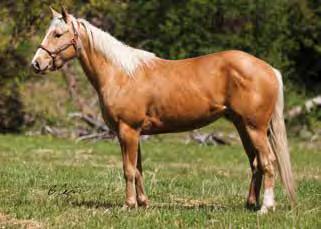 filly probably has the best cow horse performance pedigree that we will offer in the sale.