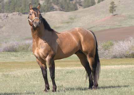 Ima Tuf Lena IMA TUF LENA is a buckskin stallion who has really proven himself as a sire for us. He is well built, stands 14.3 hands and weighs 1000 pounds.