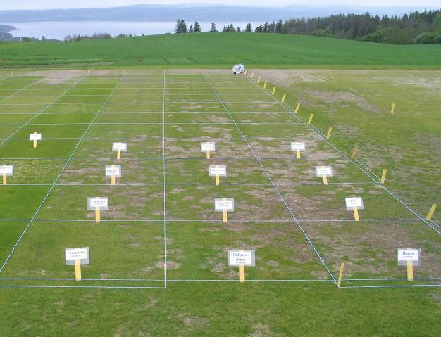 Everyday golf challenges Selection of turfgrass species and