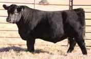 BLACKBIRD LASSY 1111 JINDRAS ENCHANTRESS J 102 n ACCLAIM ranks at the top of the breed for $Beef while also ranking in the top 10 percent or higher for CED, WW, YW, RADG, DOC, HP, CW, Fat and $F.