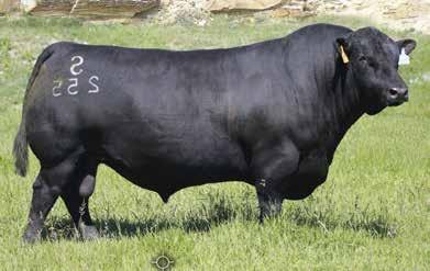 Ranch, MT ANGUS CALVING EASE n CHARLO is the cattlemen s kind and a breed changer for expansive rib shape, base width and muscle shape.