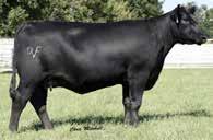 7AN418 DEER VALLEY PATRIOT 3222 $20 He has become a mainstay proven sire that you can depend on for Calving Ease, extra growth, carcass merit and superb daughters.
