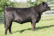 7AN441 G A R METHOD With 17 traits and indexes ranking in the top 20 percent or higher, here s truly a balanced trait superiority.