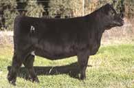 A proven spread bull with maternal bonuses for DOC, HP and CEM Reap rewards from METHOD s Carcass Weight, Marbling and Ribeye, value-added at its best.