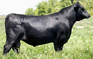 7AN483 G A R PHOENIX Offering genetics for growth and carcass merit like few can Top 1 percent ranking for all three Method Indexes puts PHOENIX in rare company.