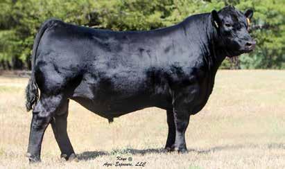 possess structural integrity His daughters are deep and broody with excellent udder quality while his sons are powerful bulls that are wide-based, stout-featured and are well accepted in the