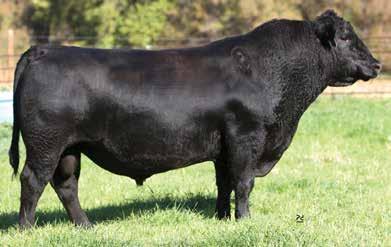 He is a breed-changer for Docility. From Raymond & Sons Inc., OR and Crouthamel Cattle Co.