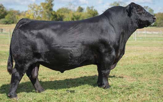 Popular sire for use on continental influenced and larger framed cattle who need moderation and doability Daughter, Solid Rock Angus, KY Reg: 16752262 Tattoo: 028 DOB: 1/11/2010 BW: 70 lbs / ratio 96