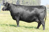70.73 54 3453 % Rank 15 30 3 15 15 7AN369 CONNEALY UPTOWN 098E This proven sire balances EPDs, excels for convenience traits and makes super daughters.