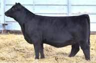Hilbrands Cattle Co., MN The must use industry-leading SimAngus TM sire all bulls are measured against His daughters are becoming sought-after replacement females and he is a sire of sons.