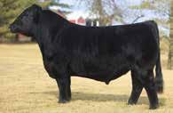 One of the most unique beef bulls in the entire industry.