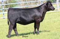 Maternal strength is braided into his pedigree, his dam consistently transmits exceptional phenotype while backing it up with stellar production records.