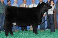 7SM80 CCR WIDE RANGE 9005A Quickly becoming one of the most popular SimAngus TM bulls for phenotype and performance WIDE RANGE is the sire of countless top-selling bulls and females!