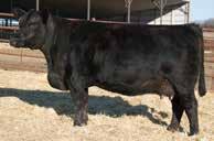 7SM93 KOCH BIG TIMBER 685D BIG TIMBER has earned his EPDs as a Calving Ease sire with an outcross pedigree allowing unlimited mating flexibility.