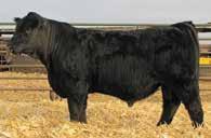 7SM75 GW ROBUST 605Z Growth spread sire with huge Ribeye EPD Use ROBUST to produce growth feeder cattle or sons who will breed likewise. His progeny are popular because of their quiet dispositions.