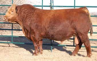 7SM97 IR IMPERIAL D948 Triple-threat bull - exceptional data set, outcross pedigree and great phenotype Breed-leader for CE, STAY, MARB, API and TI One of the most exciting Red bulls in the breed!