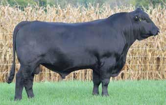 7SM98 K-LER ARCHITECT 709E $20 ARCHITECT was selected for his design and elite EPDs for Calving Ease and Marbling.