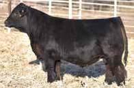 and Triangle J Ranch, NE n Sired by the popular CCR Cowboy Cut n A ¾ sire who can be used to make purebred or percentage cattle n His top indexing EPDs and phenotype progeny continue to gain