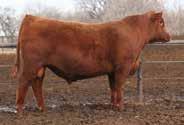 RED ANGUS EPDs as of 12/1/18 Indexes Production Carcass HerdBuilder GridMaster CED BW WW YW MILK ME HPG CEM STAY MARB YG CW REA FAT EPD 236 48 20-5.0 63 99 33-5 4 10 23.55.