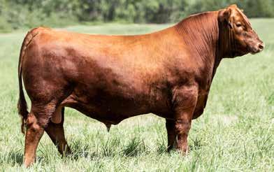 7AR86 BIEBER CL STOCKMARKET E119 An outcross pedigree with an opportunity to make multi-trait improvement and add phenotype in one package Ranks in the top 10 percent of breed for seven different EPD