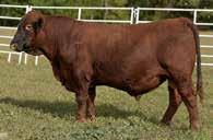 maternal profitability with great Marbling Super high on the Red Angus HerdBuilder index, PACESETTER delivers on excellent CED, low BW, awesome STAY and elite MARB.