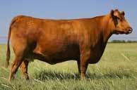 Abigrace cow family Excellent option for commercial heifer projects for that added level of assurance From Rhodes Red Angus, KS; R.A. Brown Ranch, TX; Cedar Hill Farm, WV and Broseco Ranches, TX Dam of PACESETTER Son, Rhodes Red Angus.
