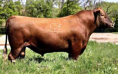 7AR79 FEDDES LIBERTY D210 $18 Calving Ease outcross pedigree with big birth to yearling spread LIBERTY is long-bodied, heavy-muscled and brings added rib shape.