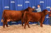 In addition, he has also won Grand Champion Bull at Olds Fall Classic, Top Five Supreme Qualifier at Edmonton Farmfair, Top 10 RBC Supreme Challenge Qualifier, Canadian Angus Association s Red